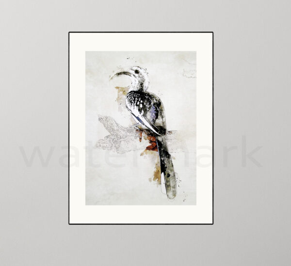 Hornbill Giclée Bird Print