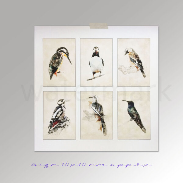 Bird Collection 6