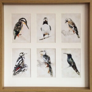 Bird Collection 6